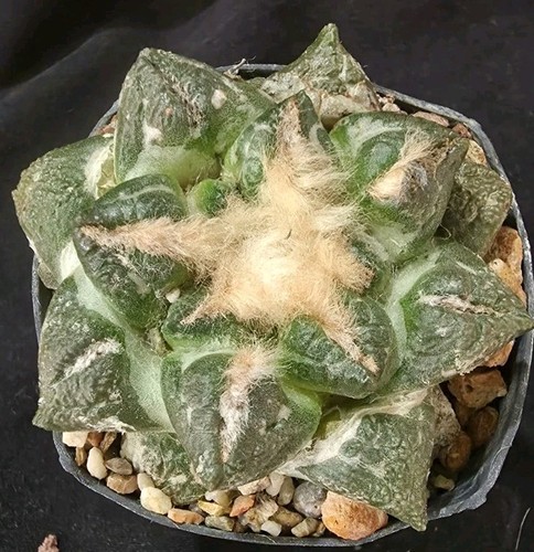 Ariocarpus lloydii godzilla - x,