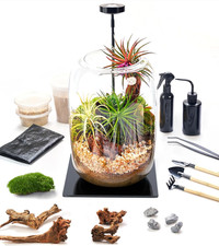 Kit Terrario con Luce di