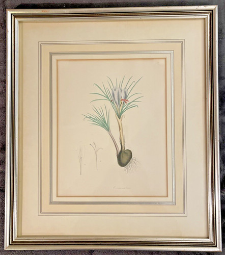 Botanica incorniciata xix - botanica,