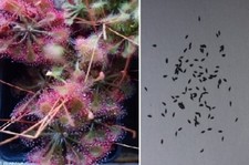 Semi (30) di Drosera spatulata, pianta carnivora