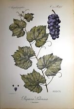 UVA VITE Vitis
