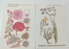 Due Stampe Botaniche Erbe Officinali Misura 21 X 14 Cm Piante Fiori Shabby Chich