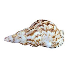 Conchiglia Charonia Lampas 20