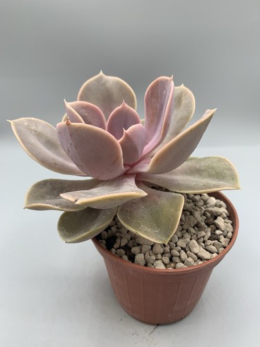 Echeveria perla norimberga - perla,