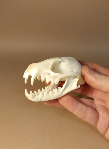 Taxidermy cabinet de - taxidermy,,