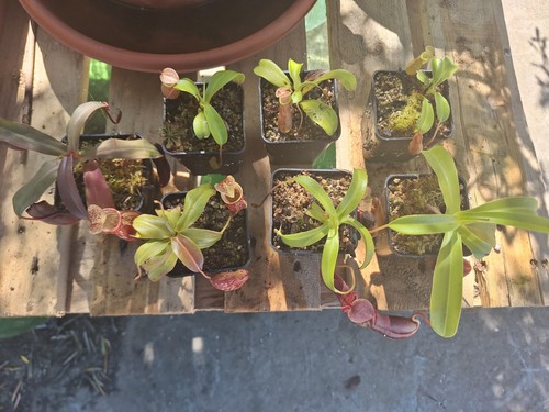 Nepenthes gaya bill bailey - nepenthes, gaya/