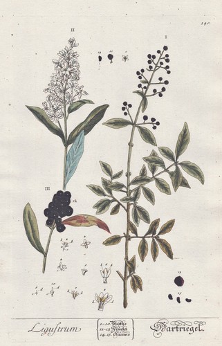 Liguster privet ligustrum - liguster,