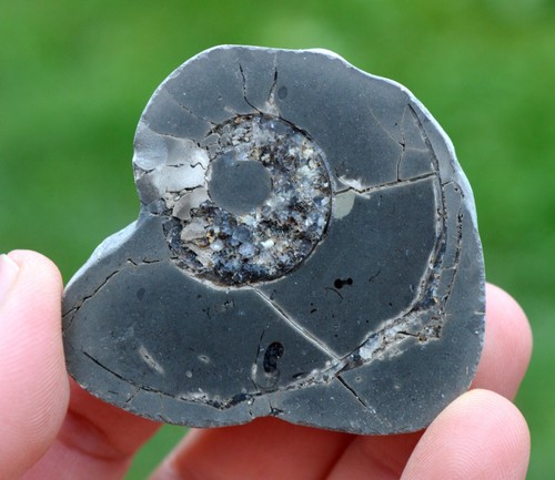 Septaria ammonite grammi - septaria,