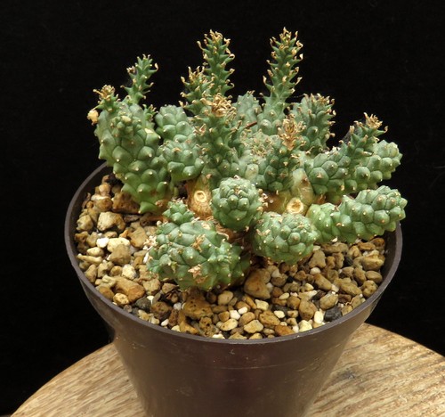 Euphorbia atroviridis caudex - atroviridis,,