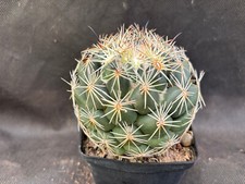 CORYPHANTHA SALM-DYCKIANA VIVAIO IL GIARDINO DI MAYA CACTUS PIANTE 69