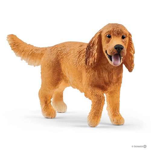 Cocker spaniel inglese - cocker, animali