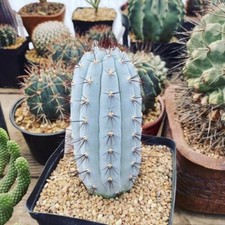 Pianta di cactus succulenta 12