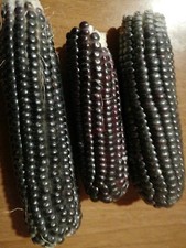 30 semi mais nero per polenta raccolti 15 07 2025+ omaggio 