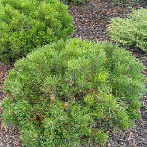 Semillas pinus mugo pumilio - 20,
