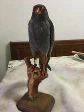 trofei vari in tassidermia