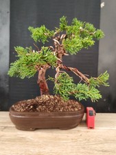 bonsai ginepro itoigawa 35 cm