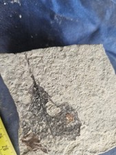 Foglia lauro fossile - di, di