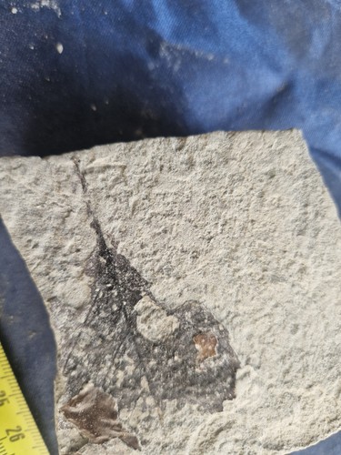 Foglia lauro fossile di - lauro,