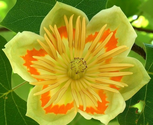 Liriodendron tulipifera - liriodendron,