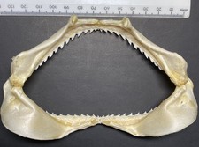 Shark Jaw Requiem Spot-Tail