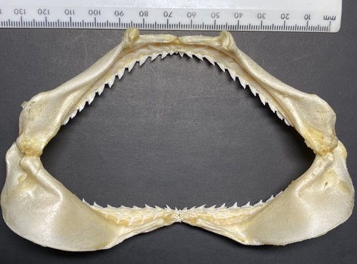 Shark jaw requiem spot - shark,