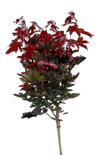 Sangue acero crimson - sangue,