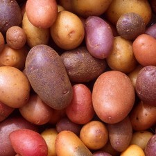 Crema biologica semi patate 2
