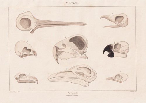 Frenologia teste uccello - uccello, birds