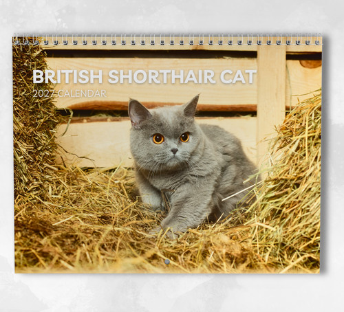 British shorthair cat calendar - shorthair,
