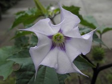 20 graines Datura "La Fleur