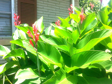 3 RED super healthy Canna