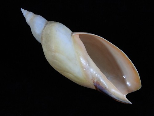 Sea shell adelomelon ancilla - adelomelon,