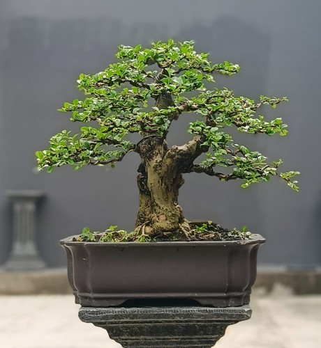 Albero vivo ehretia - vivo,