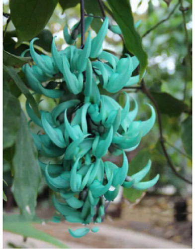 Strongylodon macrobotrys vite - strongylodon,