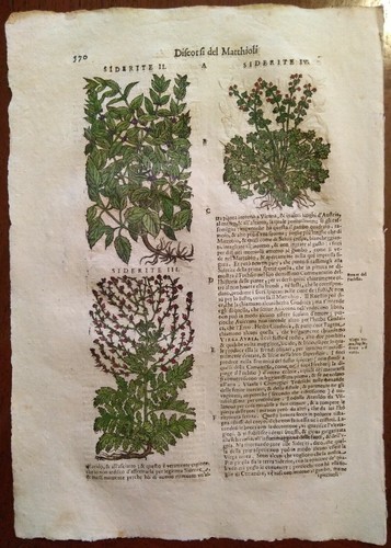 Stampa antica erbario mattioli - antica,