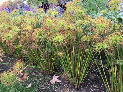 Pianta cyperus haspan - pianta,