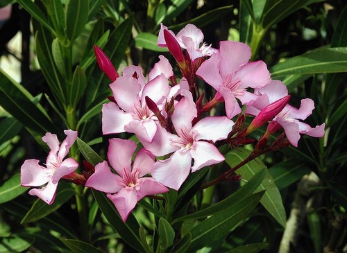 Nerium oleander seme - da,