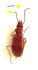 Carabidae, TRECHININAE, Blemus discus discus (Fabricius, 1792) AA-