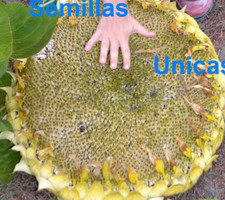 GIRASOLE GIGANTE per PIPE