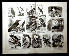 1897 ANTIC STAMPA LITOGRAFICA:UCCELLI CANTERINI Tav II.VARIE TIPOLOGIE.Brockhaus