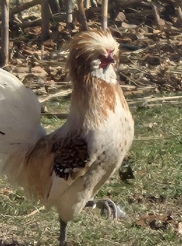 Uova cova mix - da, polacco
