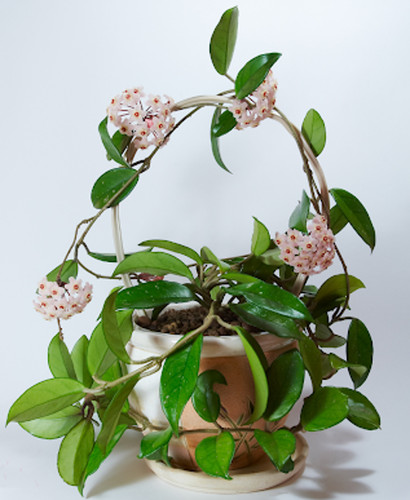 Hoya carnosa grande vaso - hoya,