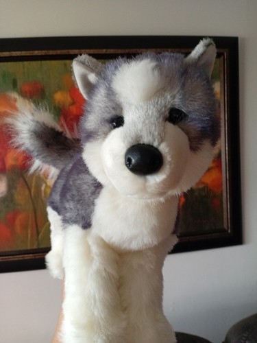 Siberian husky sasha - ,