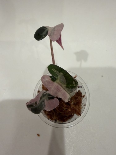 Alocasia amazonica pink
