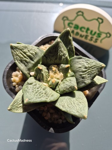 Ariocarpus - 🌵, –