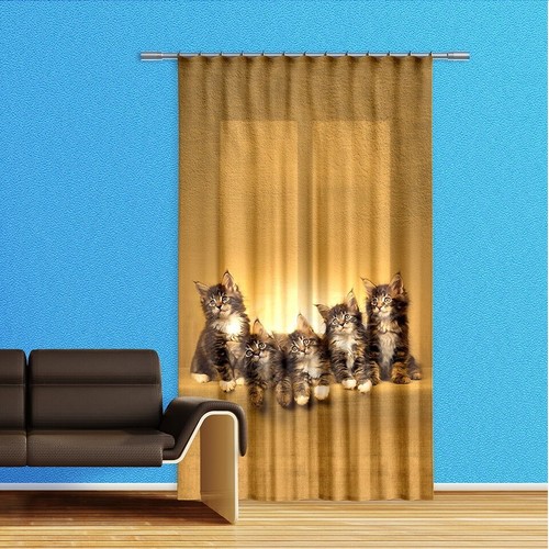 Gatto gattini tenda finestra - gatto,