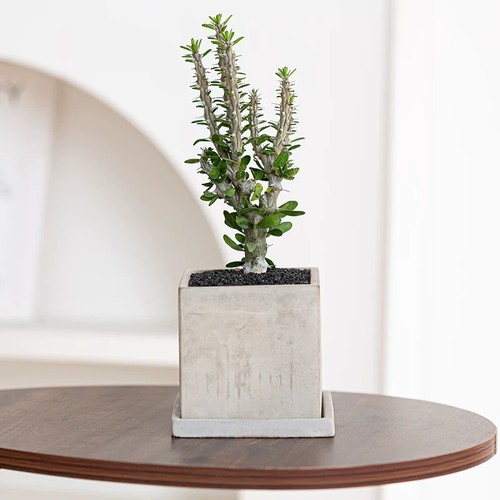 Pianta cactus succulenta - di,