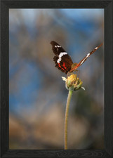 Quadro Stampa su Tela Poster