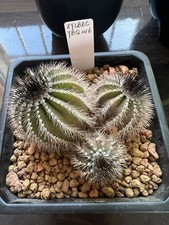 Rara tripla testa uebelmannia - tripla,