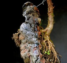 Bonsai di Larice Resistente